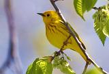 Yellow Warbler_48898